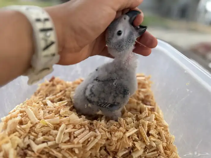 تم البيع فرخ كاسكو انتاج محلي 7