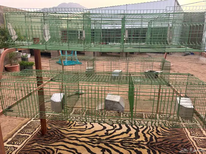 بطارية أرانب 2