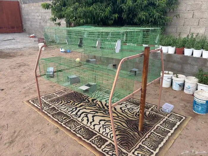 بطارية أرانب 0