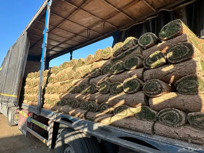 عشب طبيعي C2000 أمريكي (إنجيلة) 2