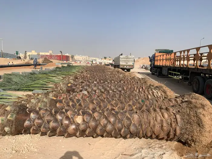 نخل للبيع 4