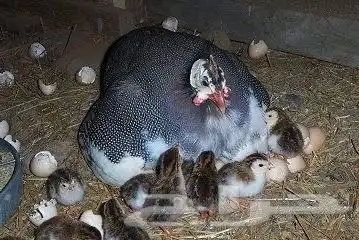دجاج حبشي (فرعوني) 6