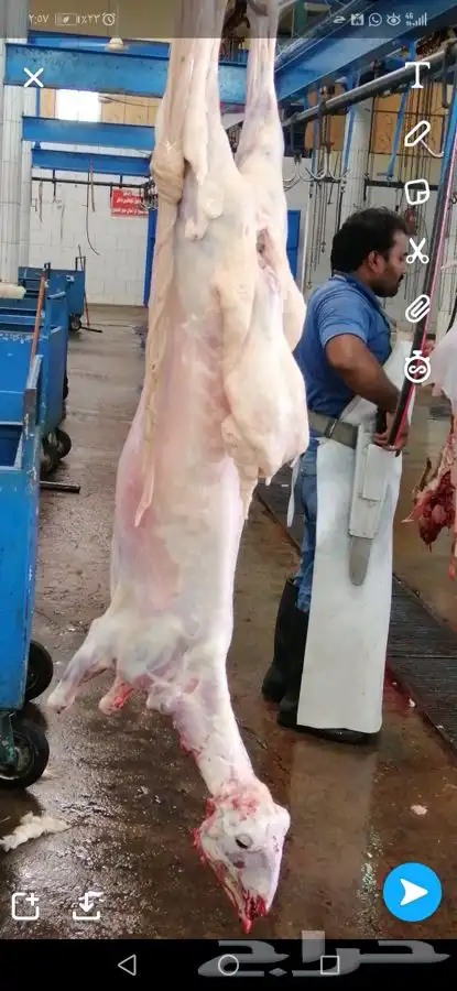 ذبايح مرابي عسير 48