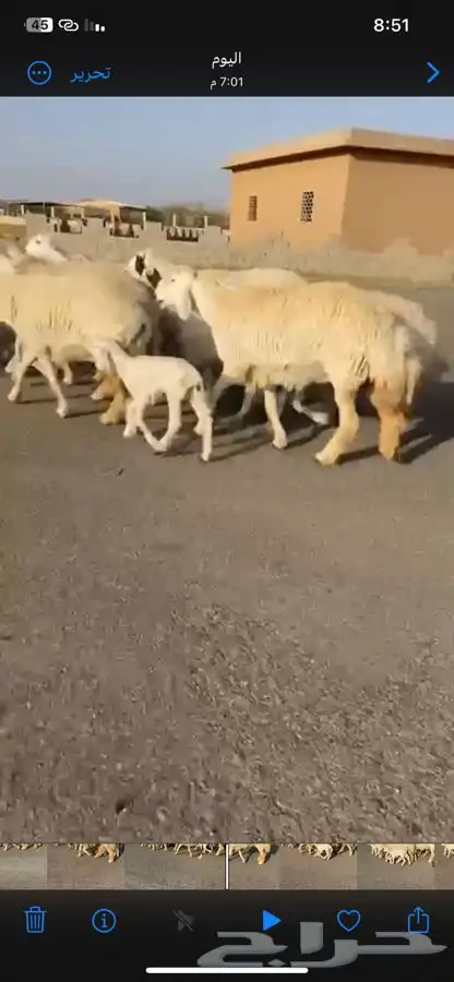 للبيع رخال حريات حرش خصم الخصم تم البيع 0