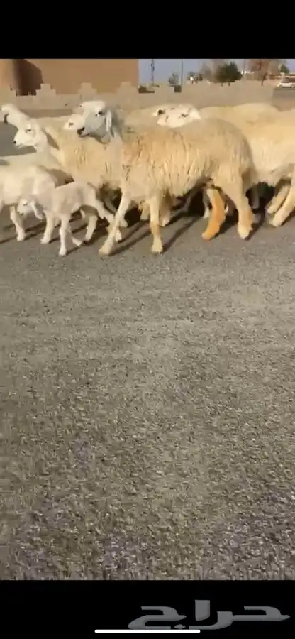 للبيع رخال حريات حرش خصم الخصم تم البيع 2