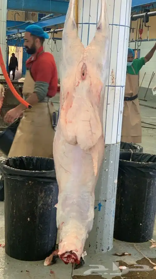 ذبايح مرابي عسير 0