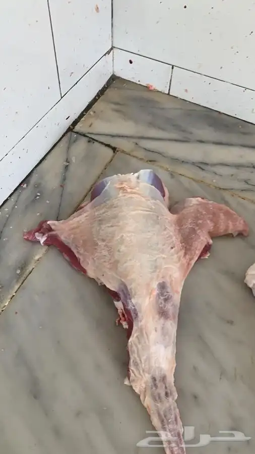 ذبايح مرابي عسير 41