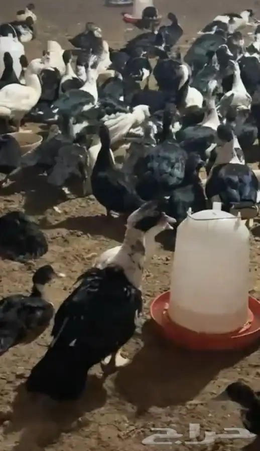 بط بح 5 شهور ونص بياض 10