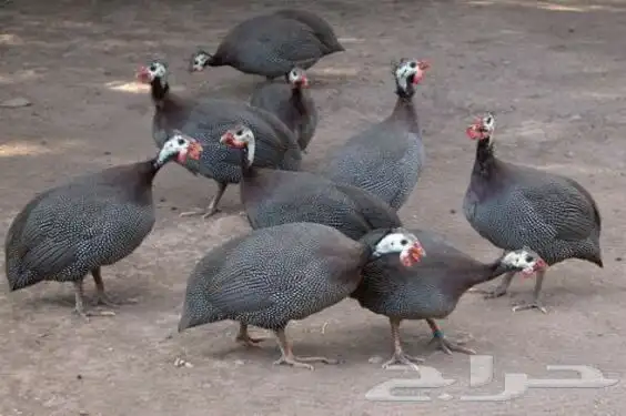 دجاج حبشي (فرعوني) 2