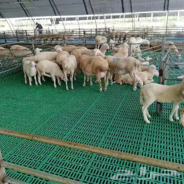 طبيب بيطري 1