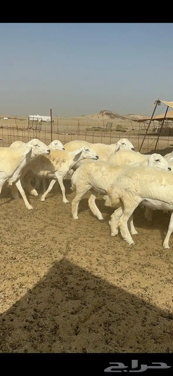 غنم رخال حريات صنف حرش جروم للمساسين العدد 61 تحتها 3 1