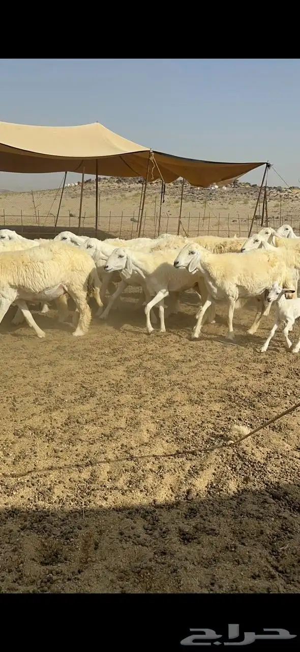 غنم رخال حريات صنف حرش جروم للمساسين العدد 61 تحتها 3 11