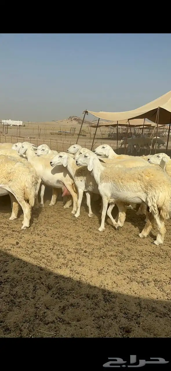 غنم رخال حريات صنف حرش جروم للمساسين العدد 61 تحتها 3 6