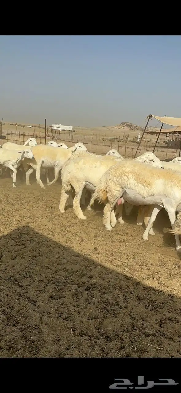 غنم رخال حريات صنف حرش جروم للمساسين العدد 61 تحتها 3 9