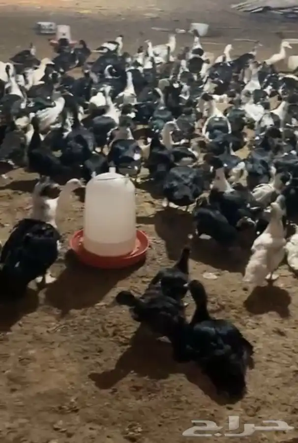 بط بح 5 شهور ونص بياض 11
