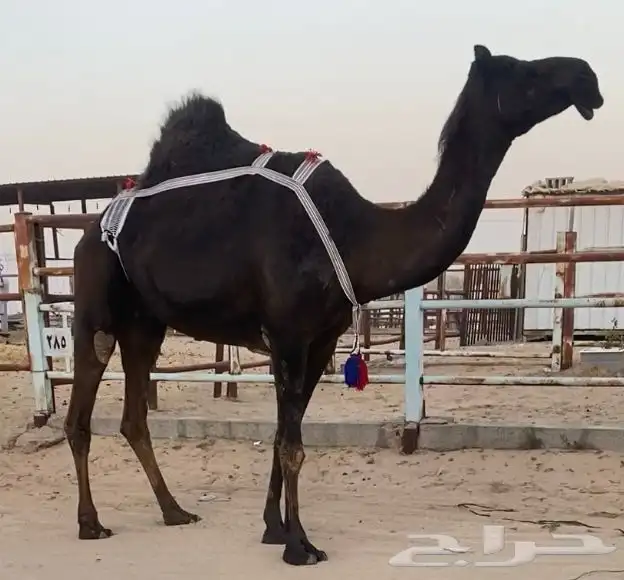 مجهم خفوت ولقحه مجاهيم كفو وسلم 0