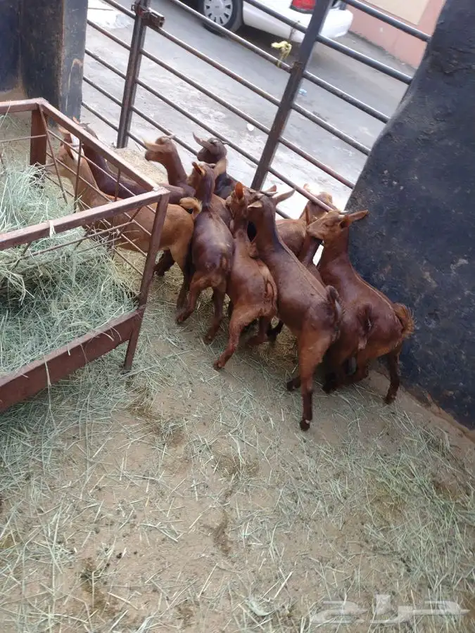 ذبايح مرابي عسير 18