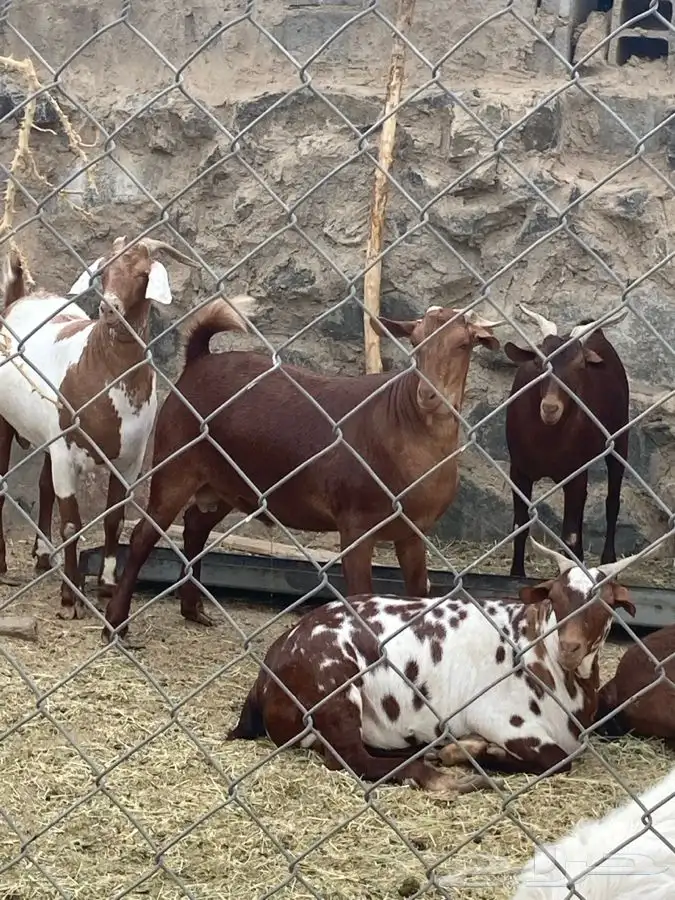 ذبايح مرابي عسير 25