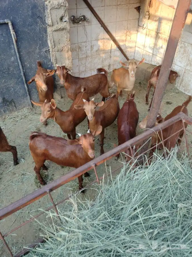 ذبايح مرابي عسير 17