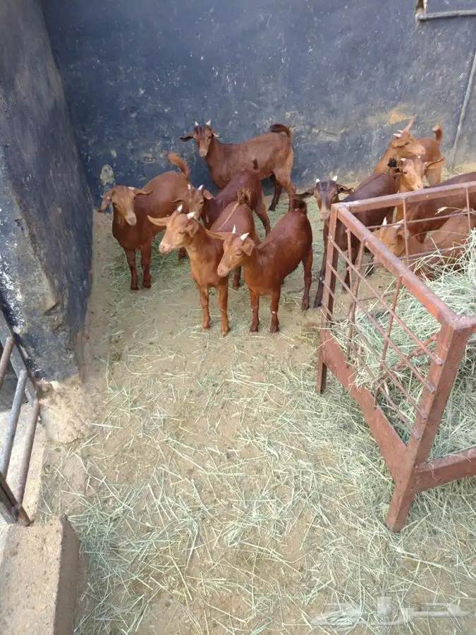 ذبايح مرابي عسير 16