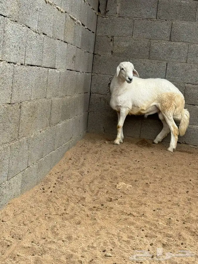 ذبايح مرابي عسير 14