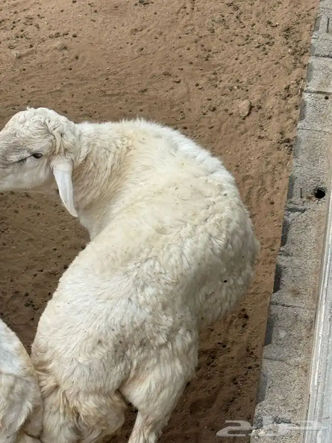 ذبايح مرابي عسير 4