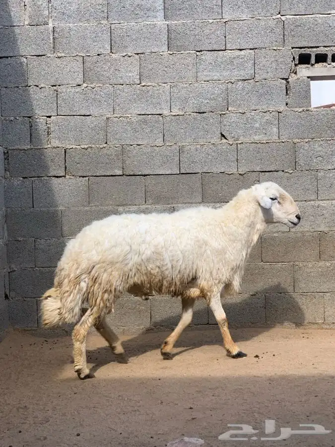 ذبايح مرابي عسير 6