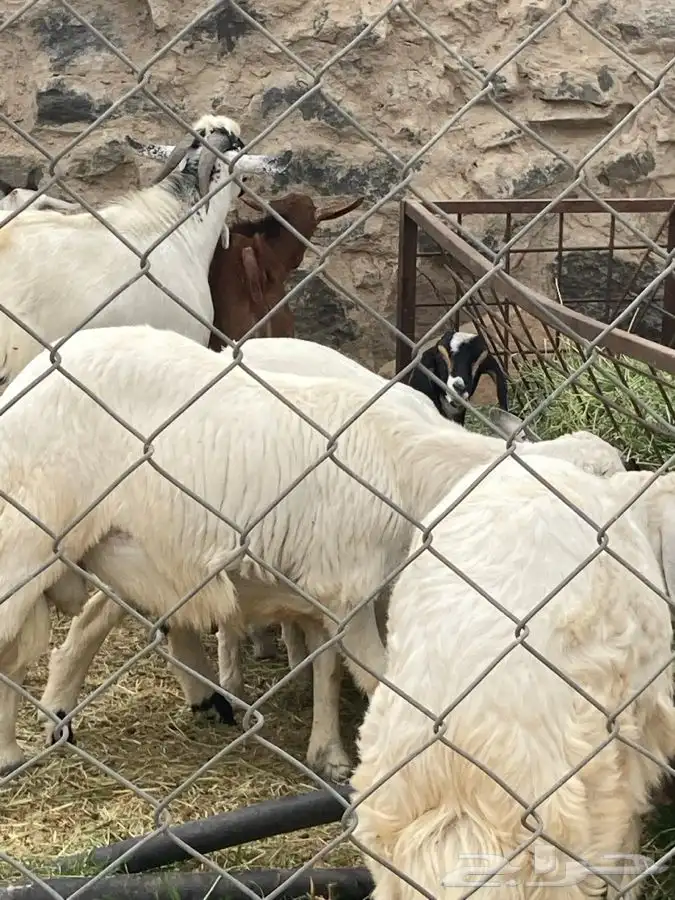 ذبايح مرابي عسير 27