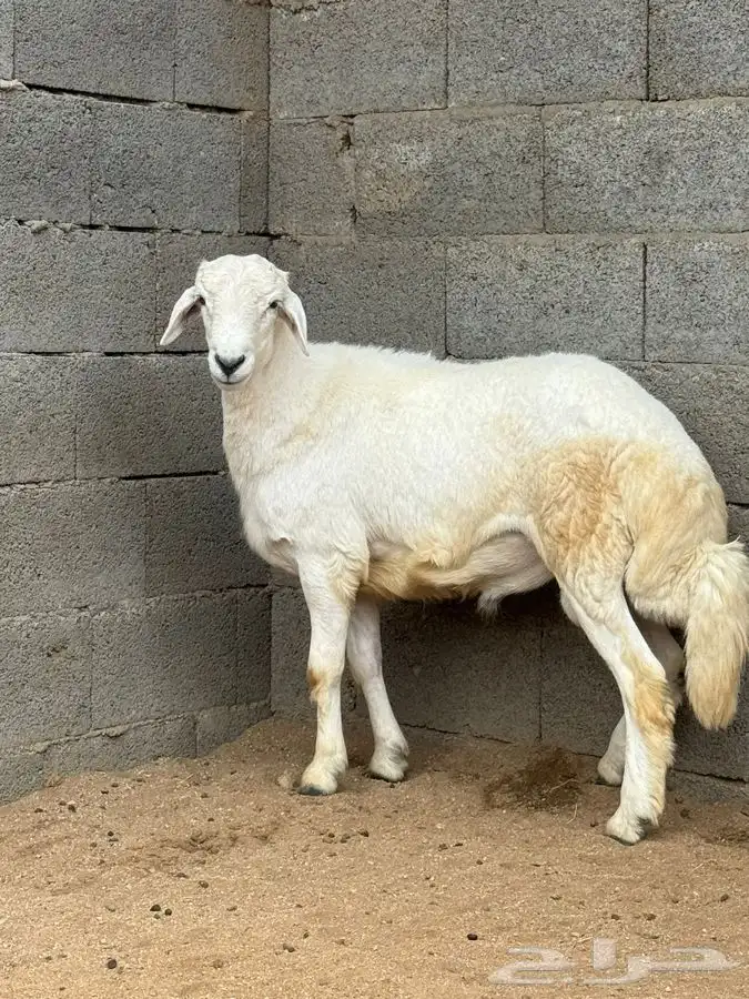 ذبايح مرابي عسير 15