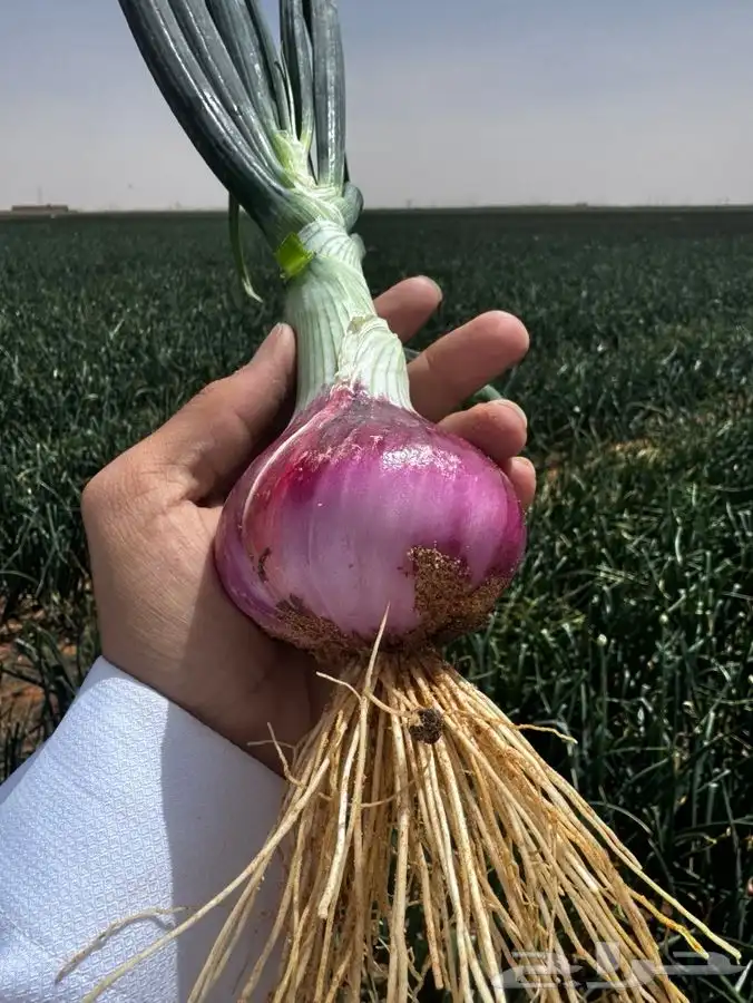 10 هكترات للبيع 0