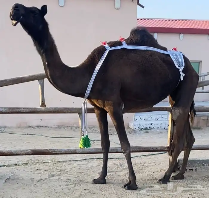 مجهم خفوت ولقحه مجاهيم كفو وسلم 3