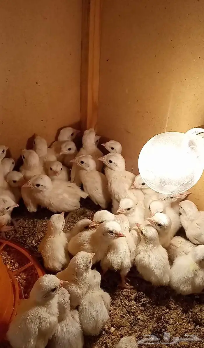 فروخ حجل روسي 1