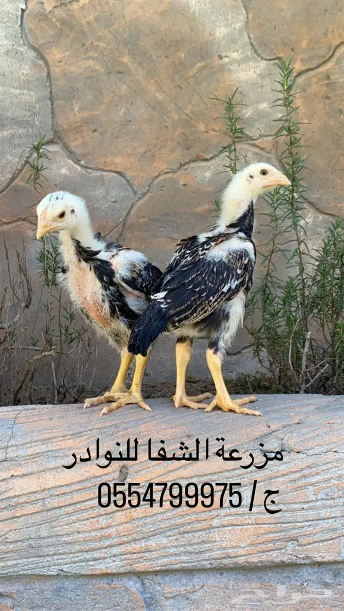 فروخ دجاج شامو ياباني اوساكا امهات خوارج دم صافي 10