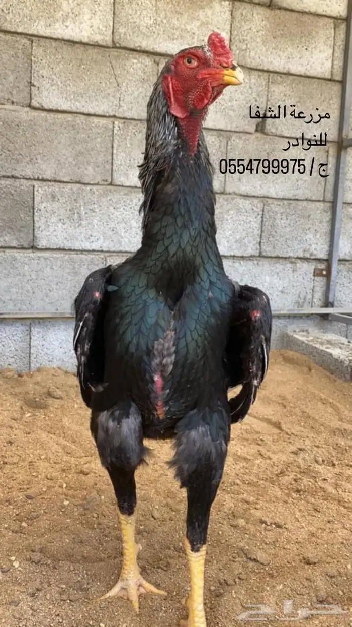 فروخ دجاج شامو ياباني اوساكا امهات خوارج دم صافي 7