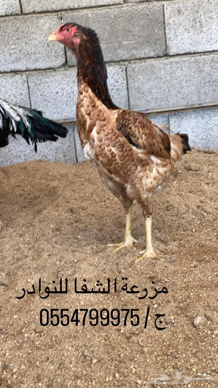 فروخ دجاج شامو ياباني اوساكا امهات خوارج دم صافي 6