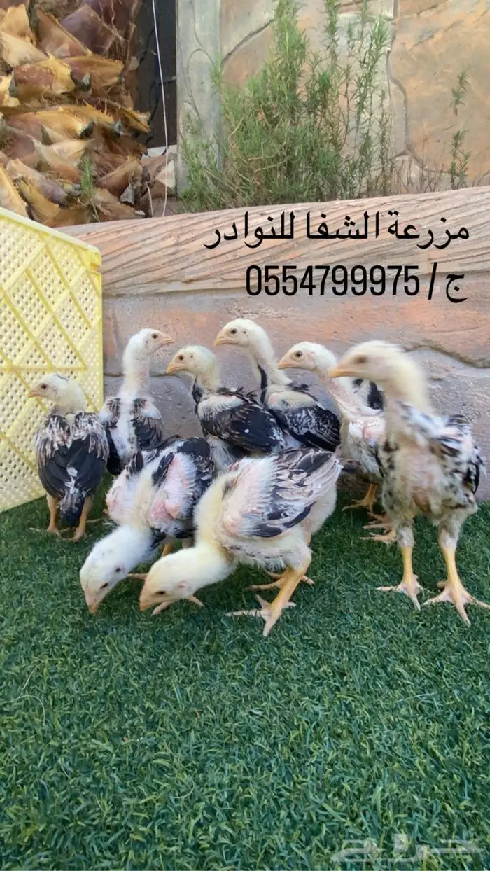 فروخ دجاج شامو ياباني اوساكا امهات خوارج دم صافي 15
