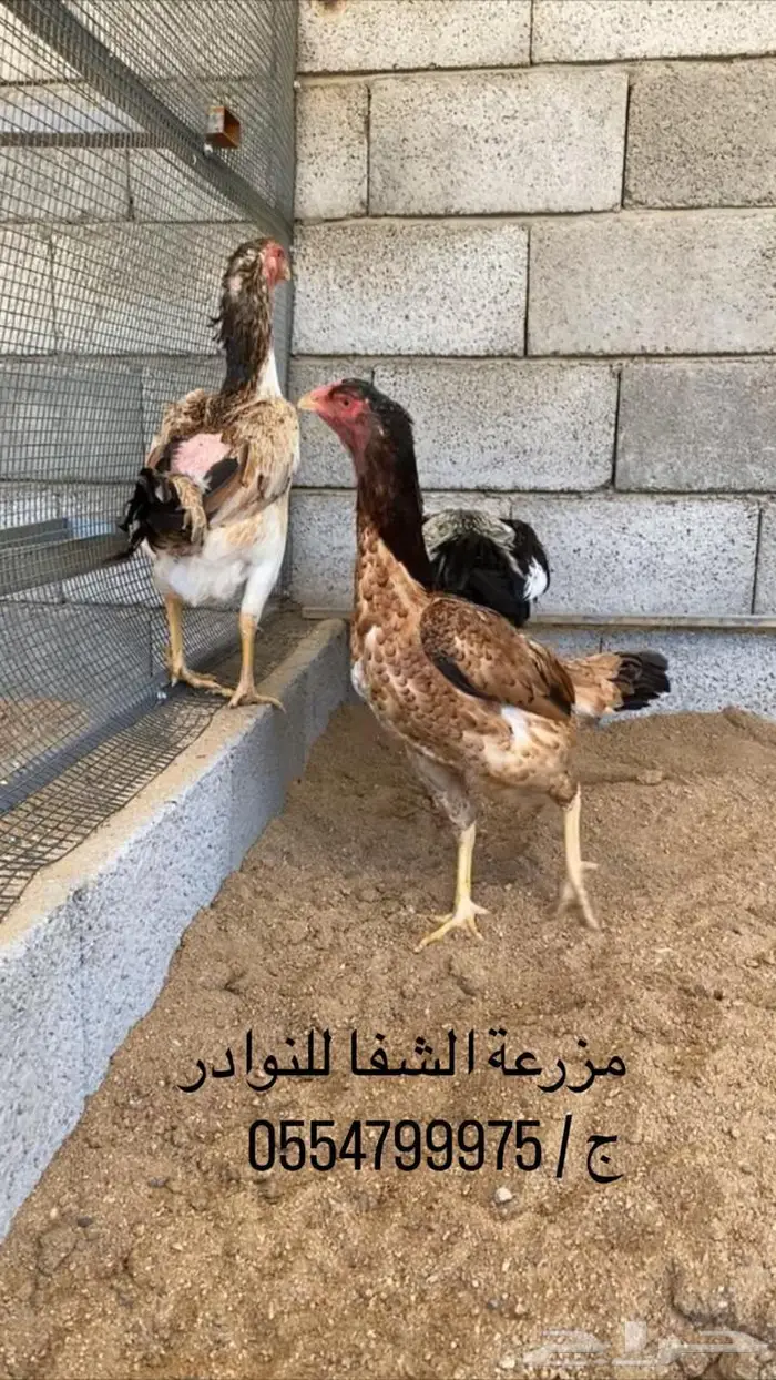 فروخ دجاج شامو ياباني اوساكا امهات خوارج دم صافي 12