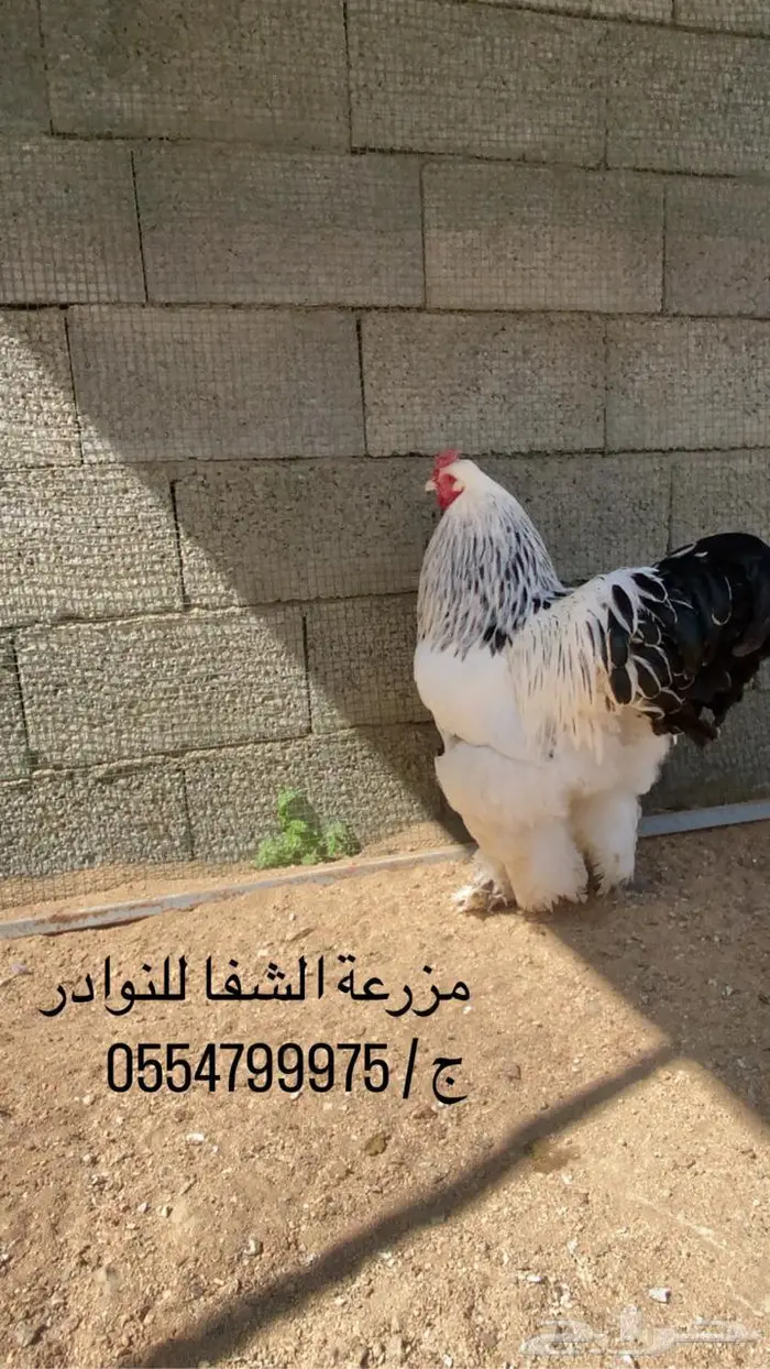فروخ براهما كولمبي كونك دم صافي 2