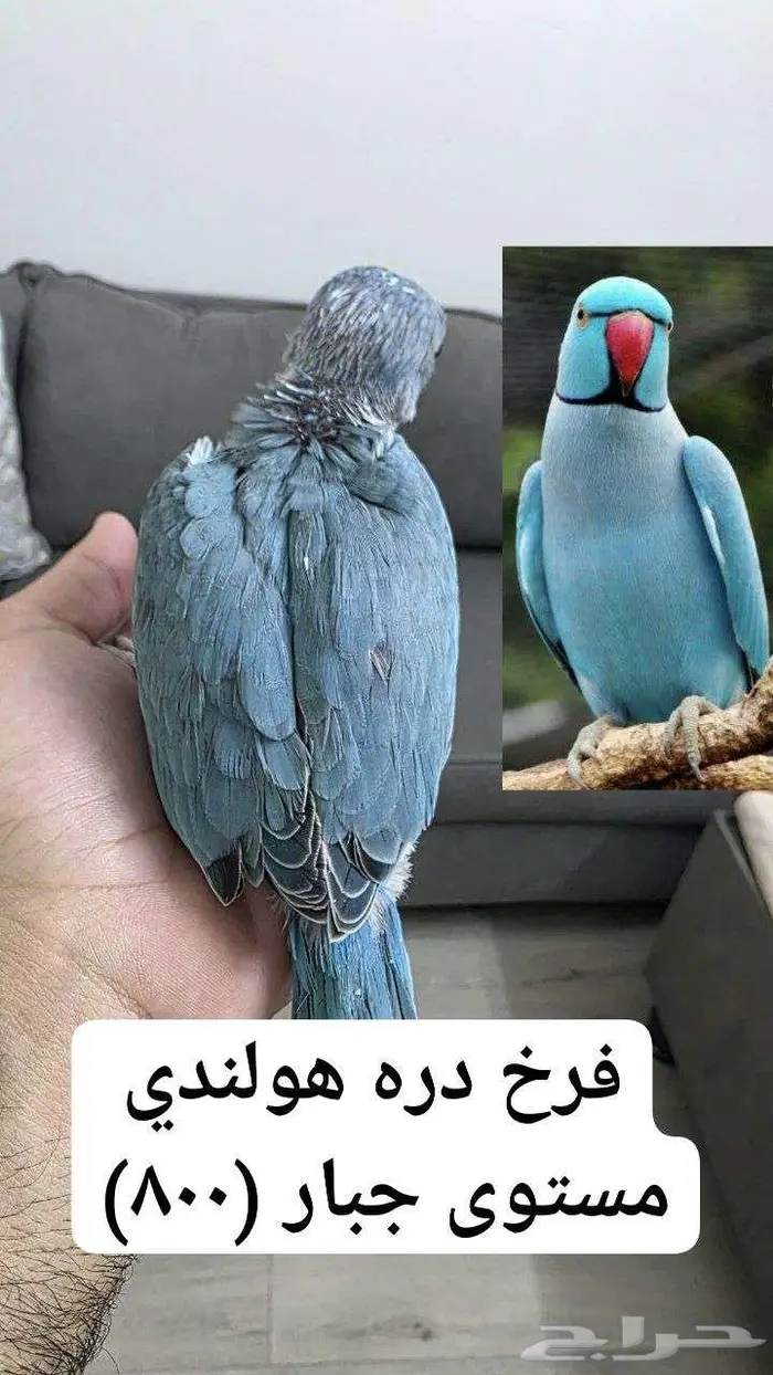 فروخ دره نوادر مستويات عاليه واحجام جباره... VIP 3