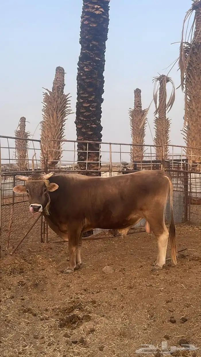 ثور للبيع هلندي 0