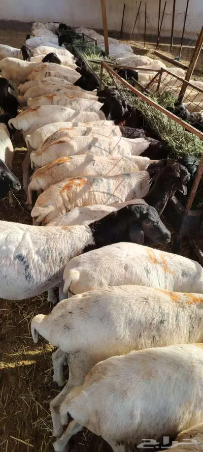 برابر للبيع اسعار خاصه لأصحاب الجمله والملاحم 2