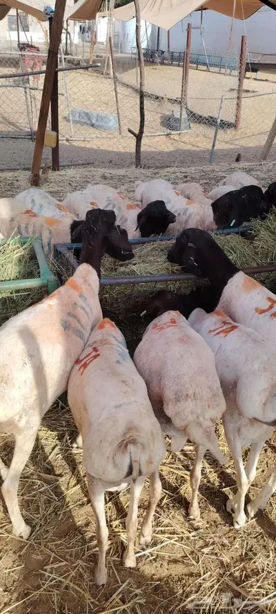 برابر للبيع اسعار خاصه لأصحاب الجمله والملاحم 1