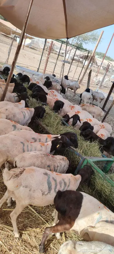 برابر للبيع اسعار خاصه لأصحاب الجمله والملاحم 3