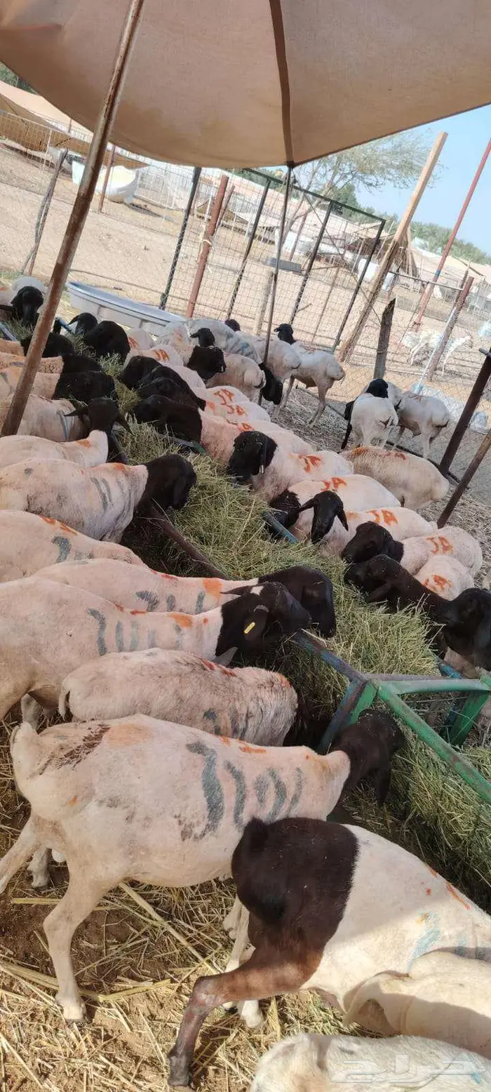 برابر للبيع اسعار خاصه لأصحاب الجمله والملاحم 3