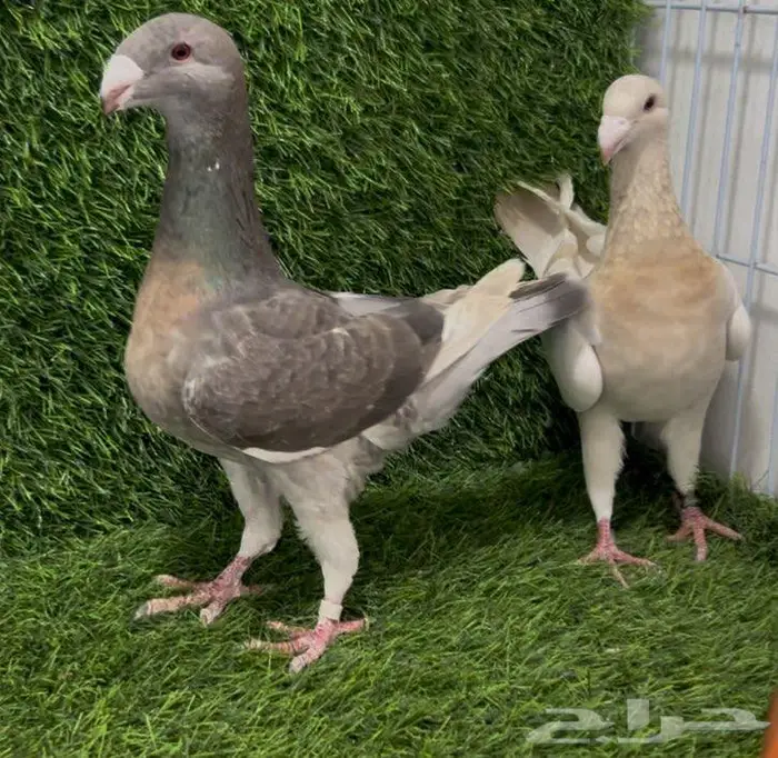 للبيع هومر 1