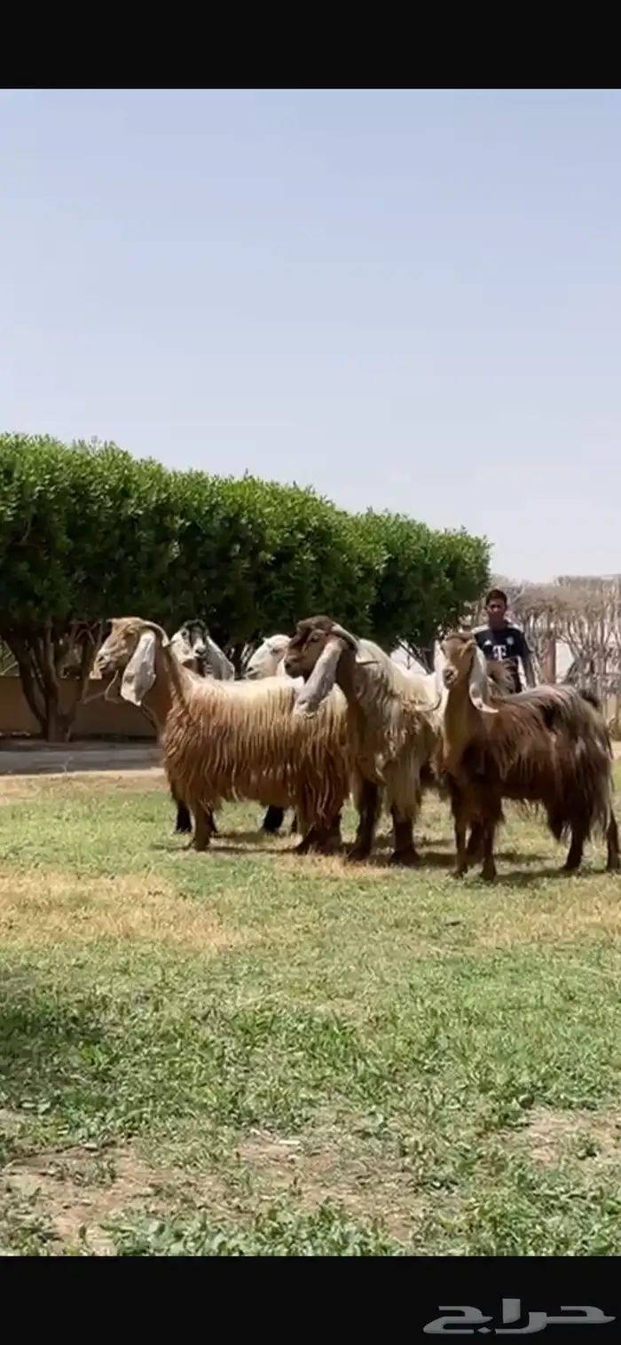 للبيع معزا عوارض صفر فاخره فحله 2
