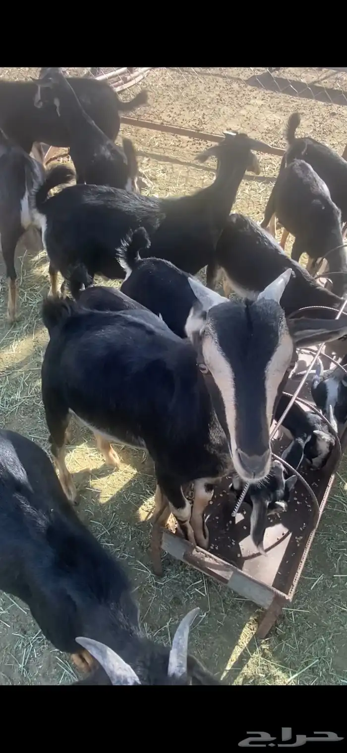 تيس فخل احو معزى الحو 8