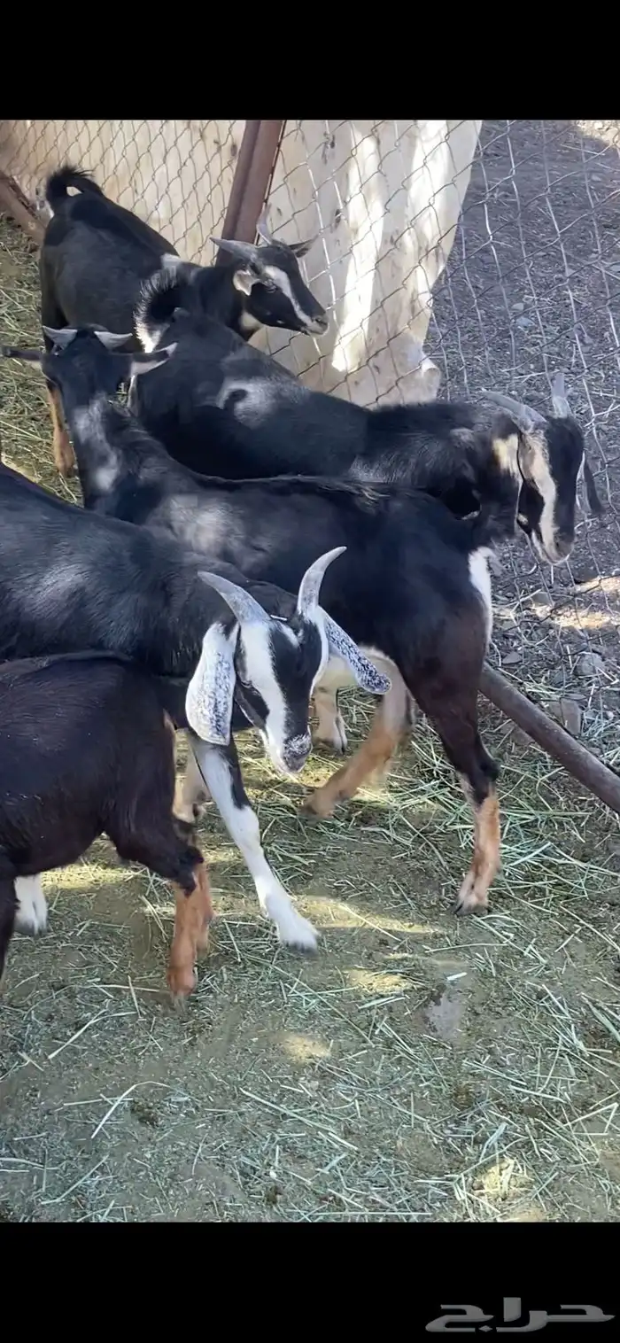 تيس فخل احو معزى الحو 5