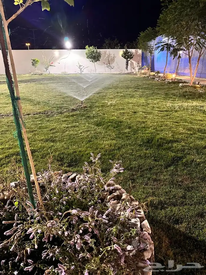 عشب طبيعي C2000 أمريكي (إنجيلة) 16