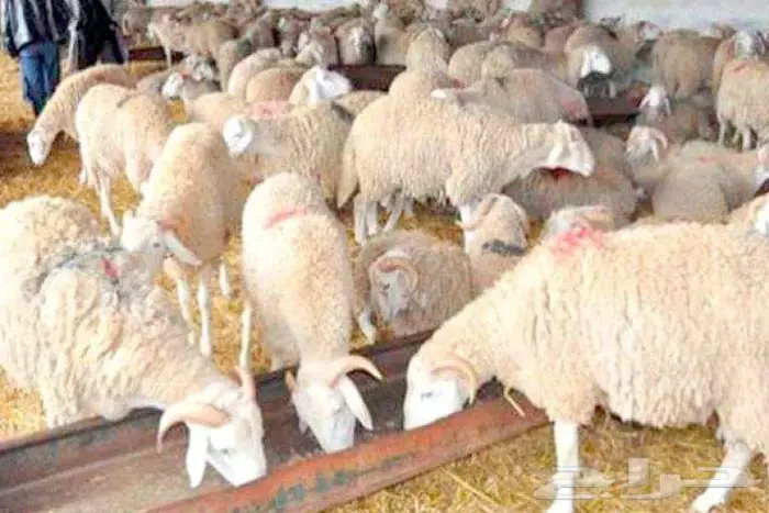 طبيب بيطري 2